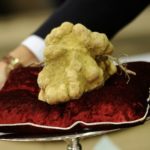 Найбільший трюфель в світі зірваний в Хорватії